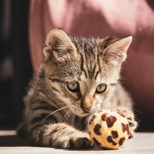 Les Bienfaits de la balle électronique intelligente pour chat