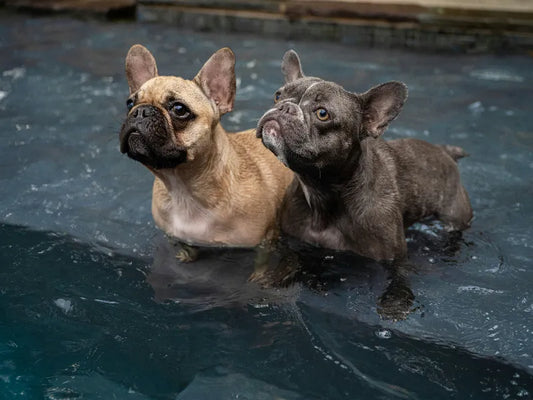 Avantages des Piscines pour Animaux : Fraîcheur et Amusement