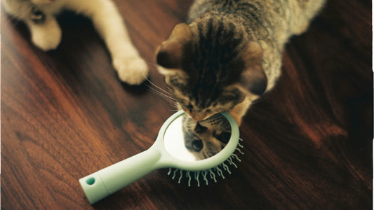 toilettage des chats avec une brosse brumisateur