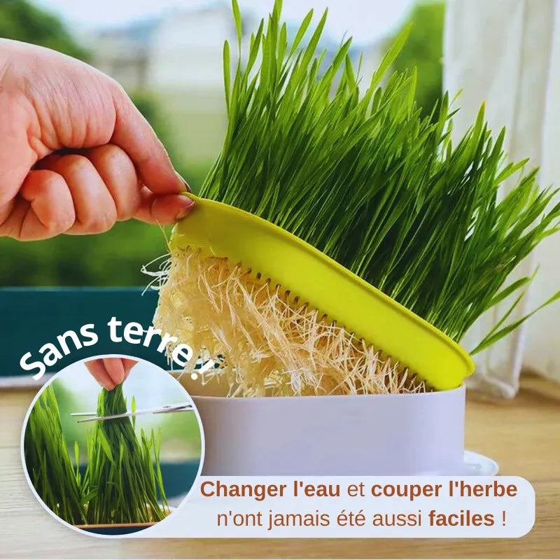 Kit de Culture d'Herbe pour Chat