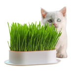 Kit de Culture d'Herbe pour Chat