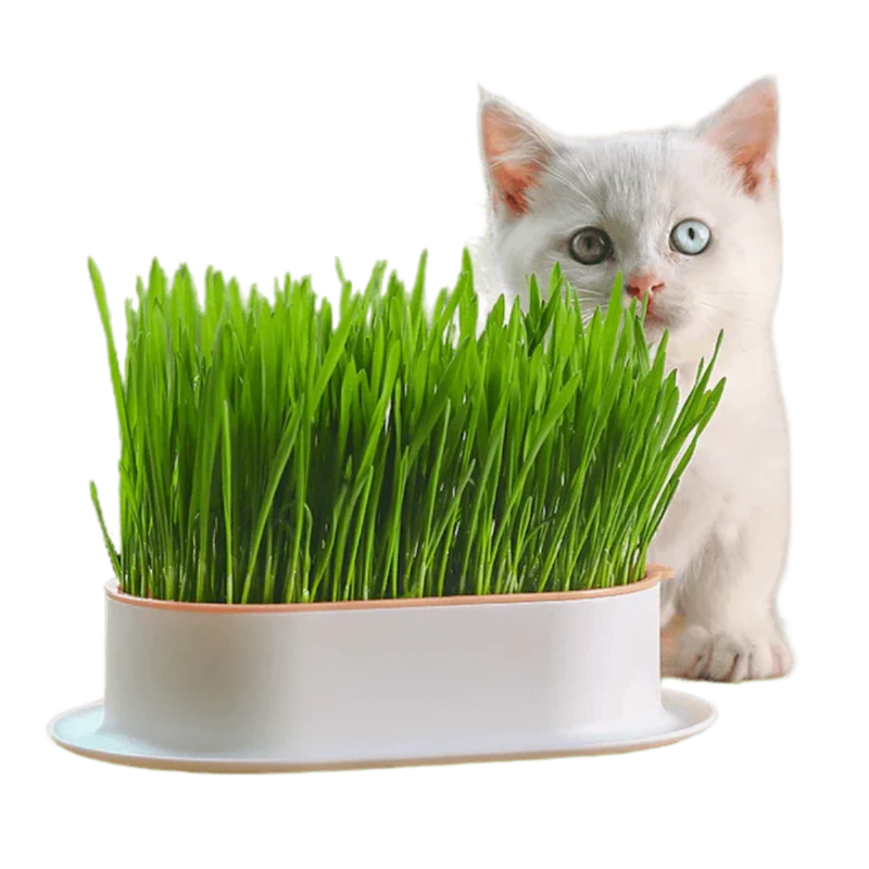 Kit de Culture d'Herbe pour Chat