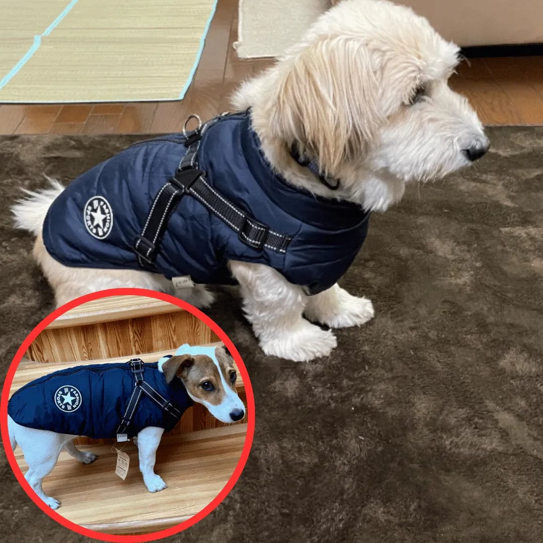 Petcomp Bleu / S Gilet Hivernale Étanche - DogLove Confort+