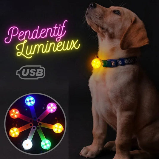 Petcomp collier chien Pendentif Lumineux pour Chien