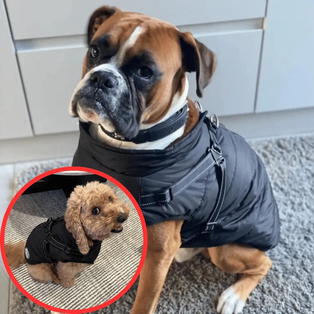 Petcomp Noir / S Gilet Hivernale Étanche - DogLove Confort+