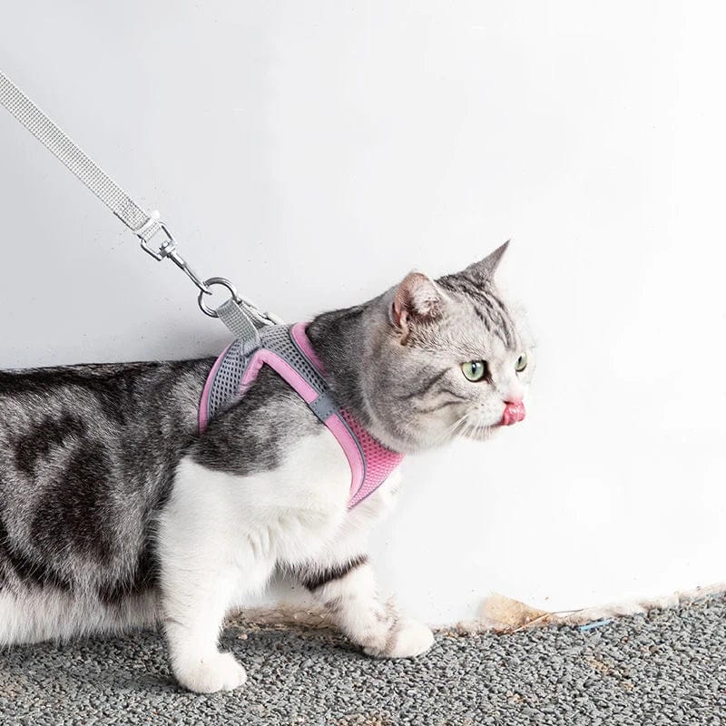 Petcomp PetMove™ | Promenez avec style et confort !