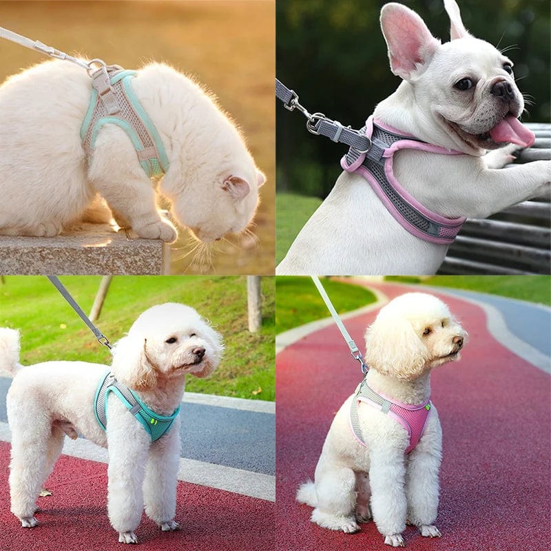 Petcomp PetMove™ | Promenez avec style et confort !