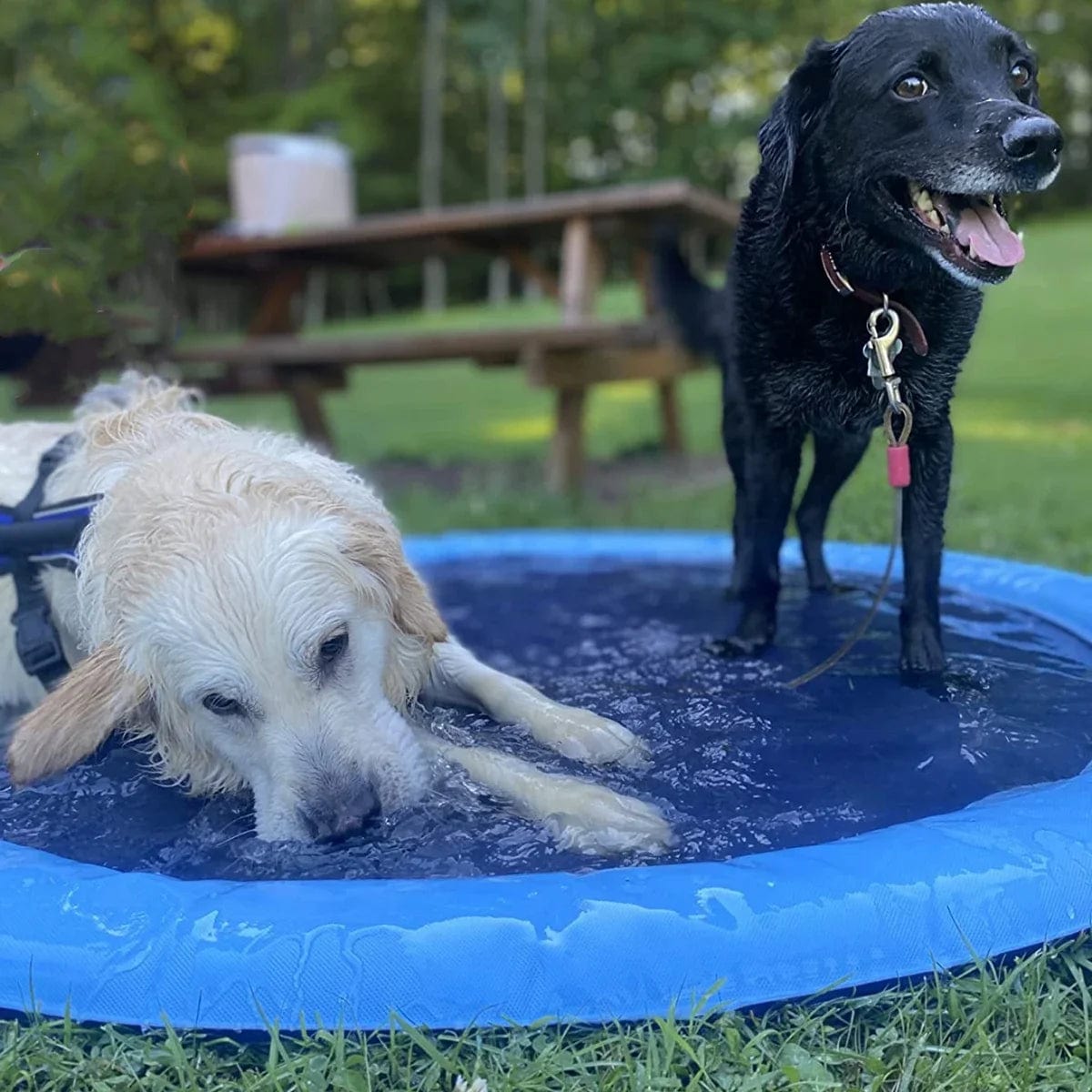 Petcomp Piscine pour animaux avec jet d'eau inclus Petcomp