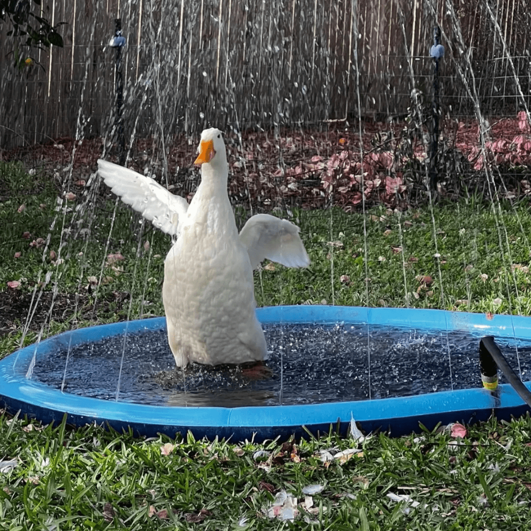 Petcomp Piscine pour animaux avec jet d'eau inclus Petcomp