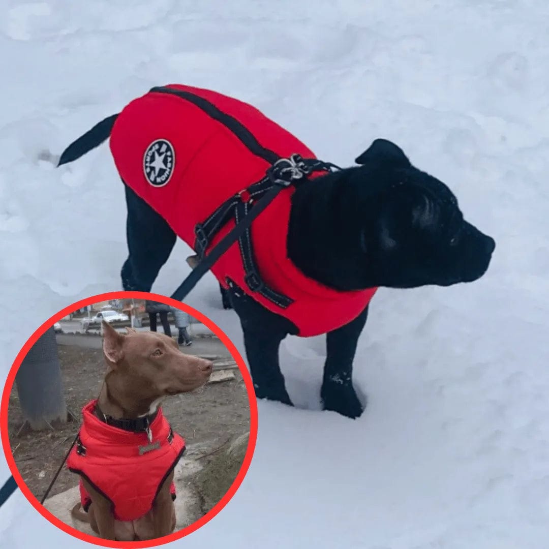 Petcomp Rouge / S Gilet Hivernale Étanche - DogLove Confort+