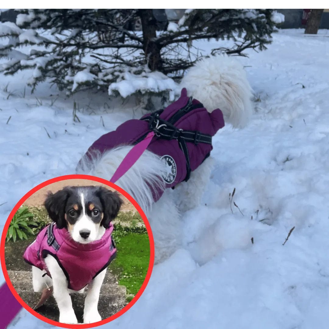 Petcomp Violet / S Gilet Hivernale Étanche - DogLove Confort+